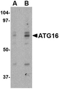ATG16 Antibody