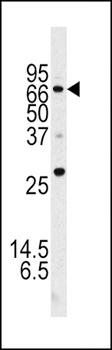 ATG16L antibody