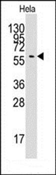 ATG16L antibody
