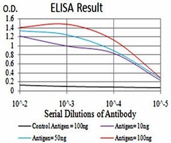 ATG16L1 Antibody