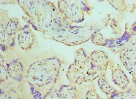 ATG16L1 Antibody