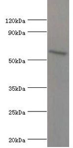 ATG16L1 Antibody