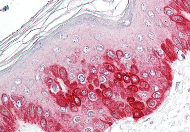 Goat anti-ATG16L1 Antibody