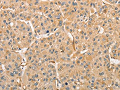 ATG3 Antibody