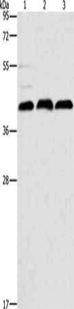 ATG3 antibody