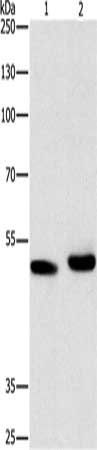ATG4A Antibody