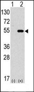 ATG4C antibody