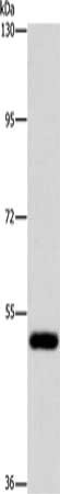 ATG4C Antibody