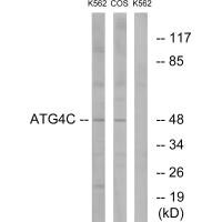 ATG4C antibody