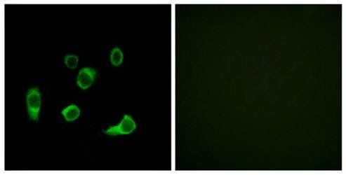 ATG4C Antibody
