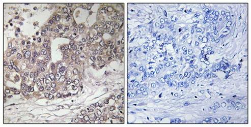 ATG4C Antibody