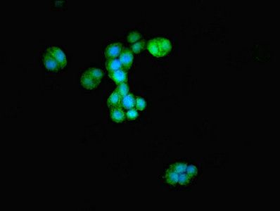 ATG4D Antibody