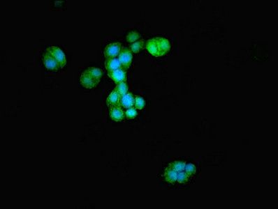 ATG4D antibody