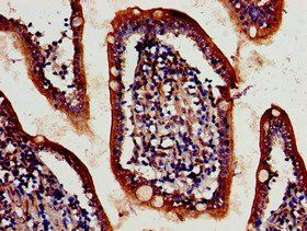 ATG4D Antibody