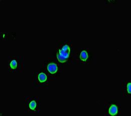 ATG5 Antibody