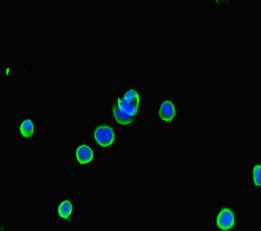 ATG5 antibody