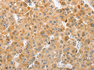 ATG5 Antibody