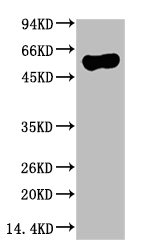 ATG5 Monoclonal Antibody