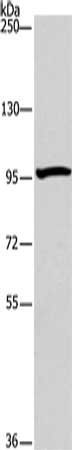 ATG9A antibody