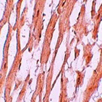 ATG9A Antibody