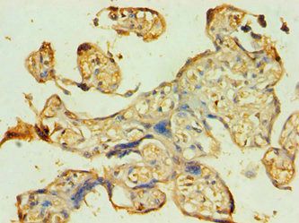 ATG9B Antibody