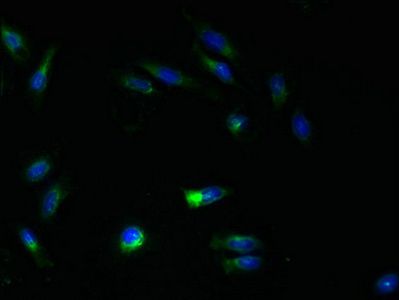 ATL3 Antibody