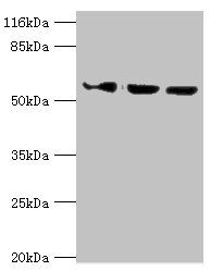 ATL3 antibody