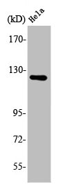 ATN1 Antibody