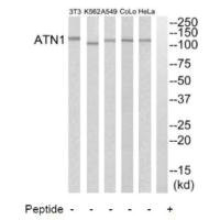 ATN1 Antibody