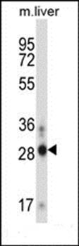 ATOH8 antibody