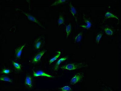 ATP-sensitive inward rectifier potassium channel 1 antibody