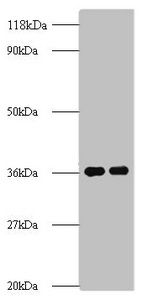 ATP synthase subunit delta antibody