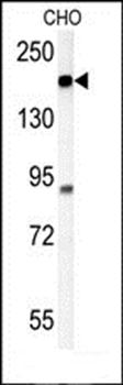 ATP11C antibody