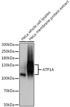 ATP1A antibody