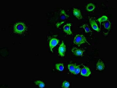 ATP1A1 Antibody