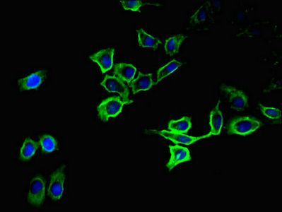ATP1A1 Antibody