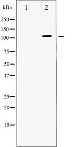 ATP1A1 Antibody