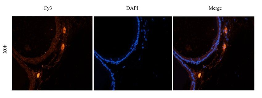 ATP1A2 antibody