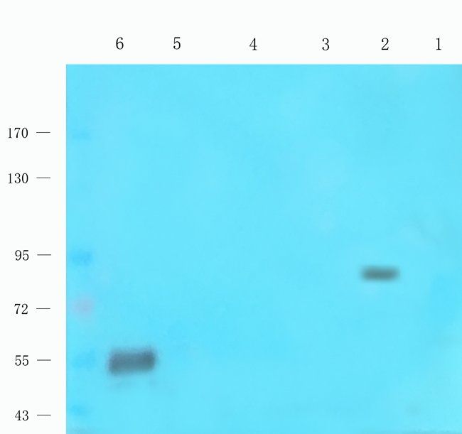 ATP1A2 antibody