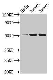 ATP1B1 antibody