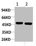 ATP1B1 Antibody