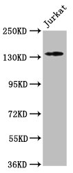 ATP2B3 Antibody