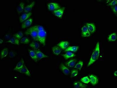 ATP2B4 Antibody
