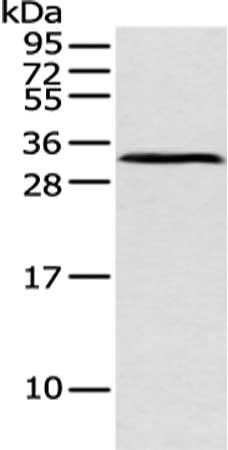 ATP4B Antibody