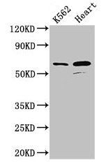 ATP5A1 antibody