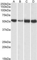 Goat anti-ATP5A1 Antibody