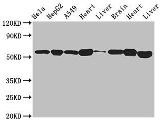 ATP5B Antibody