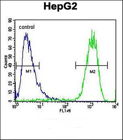 ATP5H antibody
