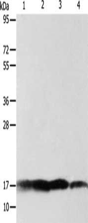 ATP5J Antibody
