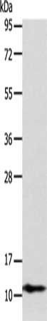 ATP5J Antibody